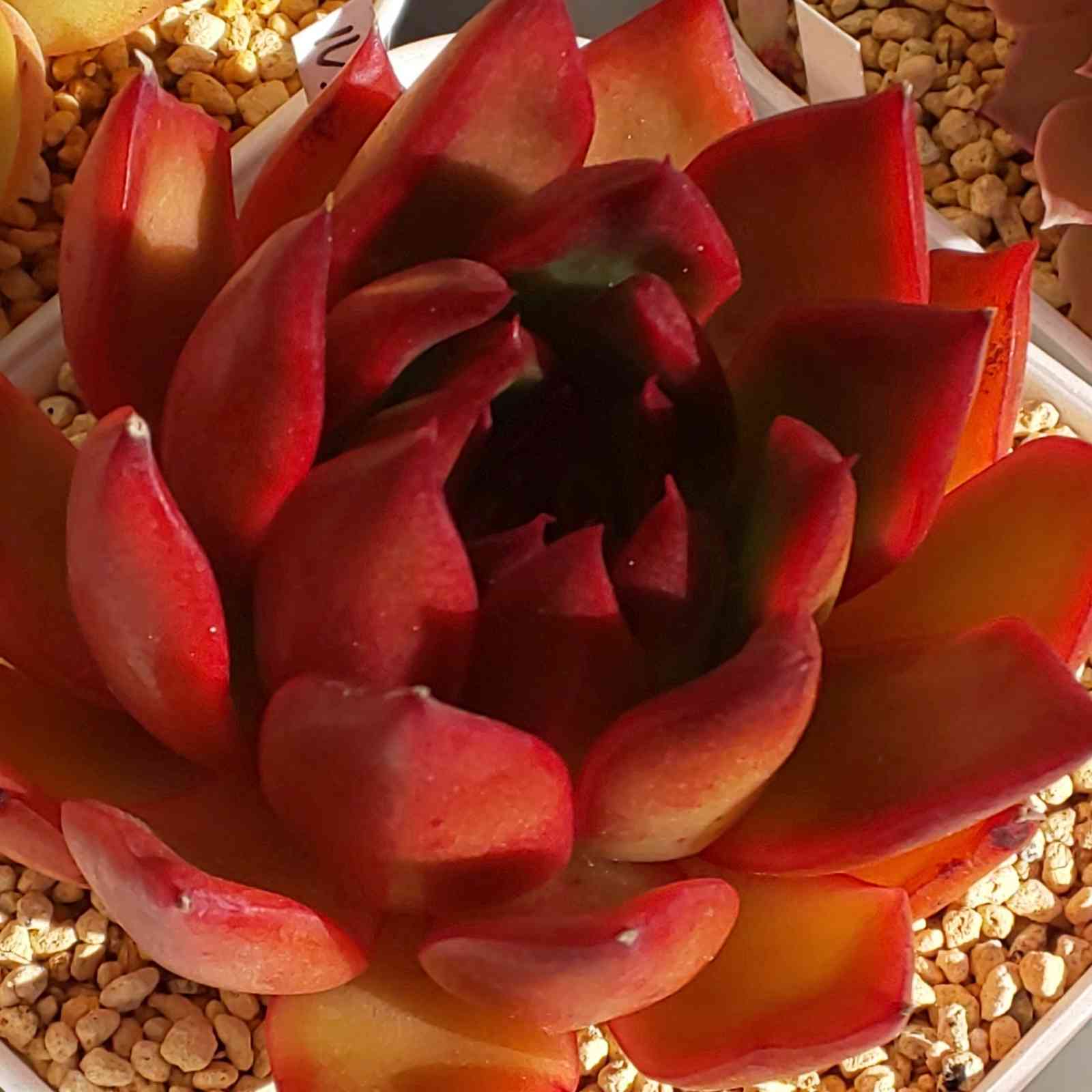 1636612700084_642591_20211111_