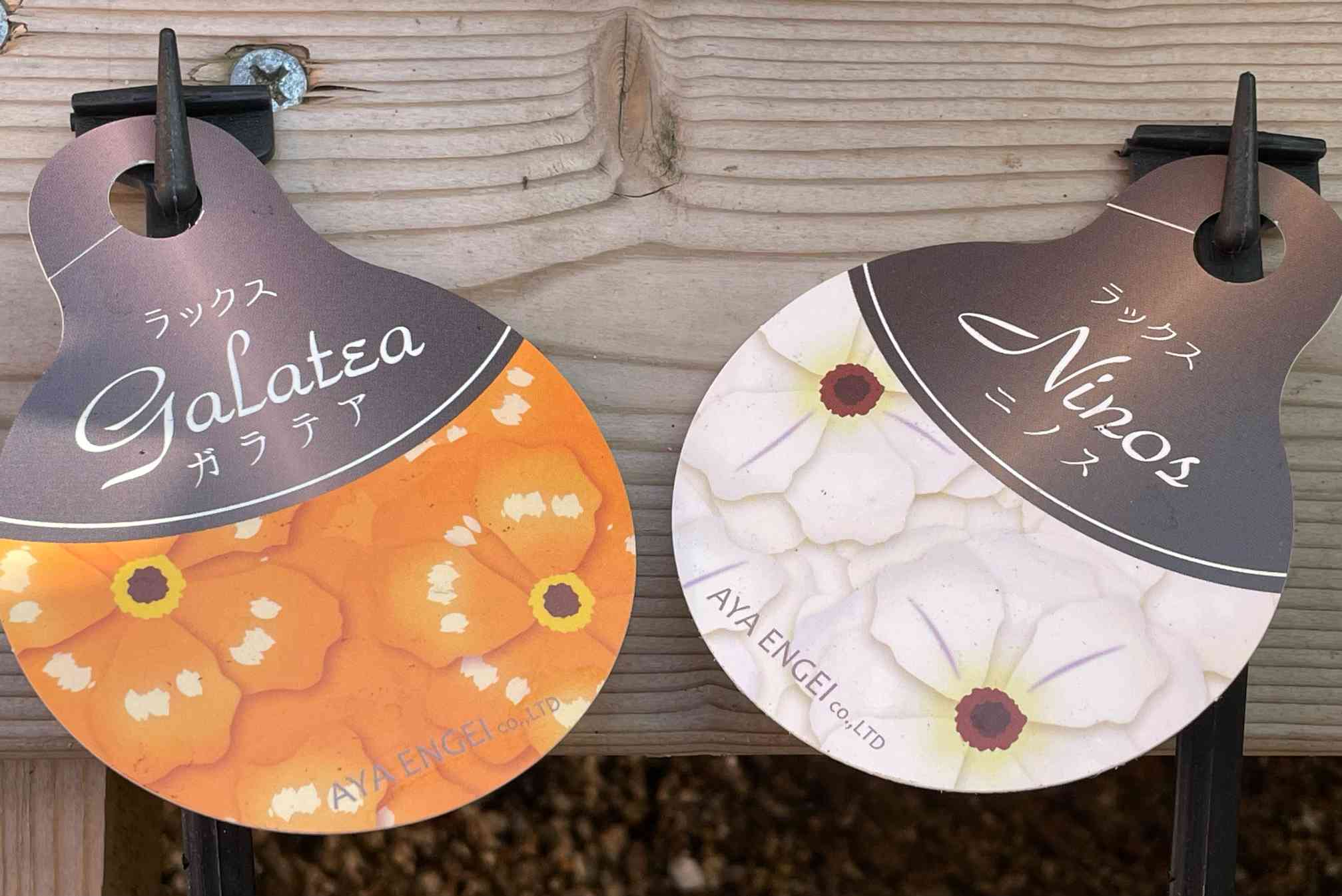 ラナンキュラス ラックスさんを育てよう🌼 〜4年め (R8.1/28 分