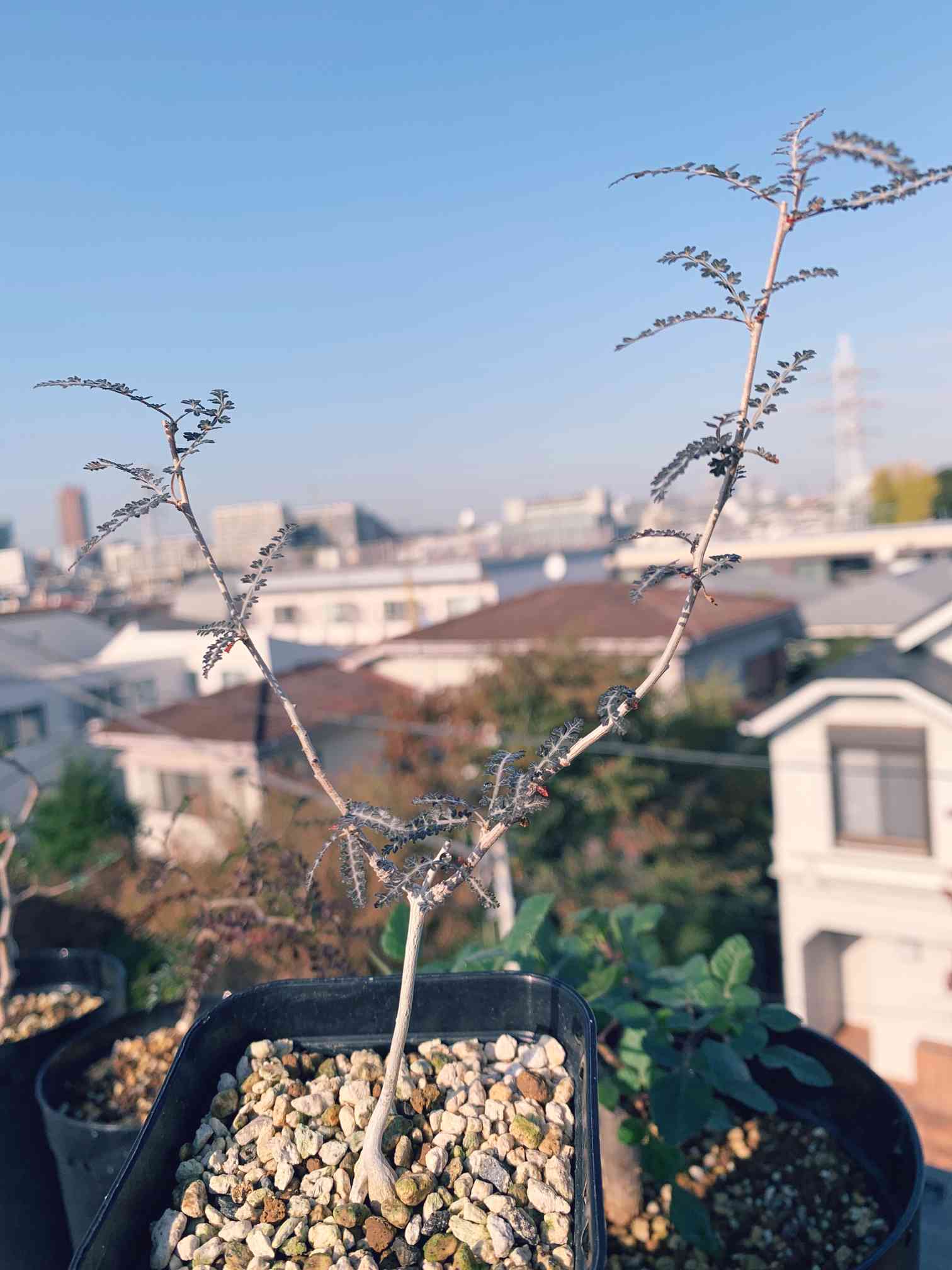 ボスウェリアソコトラナ Boswellia socotrana ｜🍀GreenSnap（グリーン