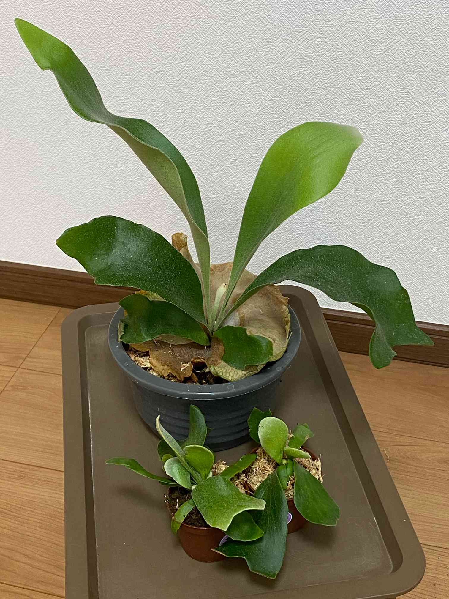 実験検証！鉢植えコウモリランの板付けまで 2023.9.19