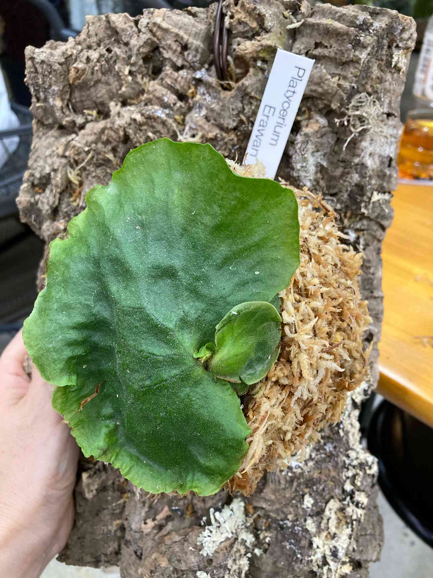 ビカクシダ コルク付けワークショップ🌱｜🍀GreenSnap（グリーンスナップ）