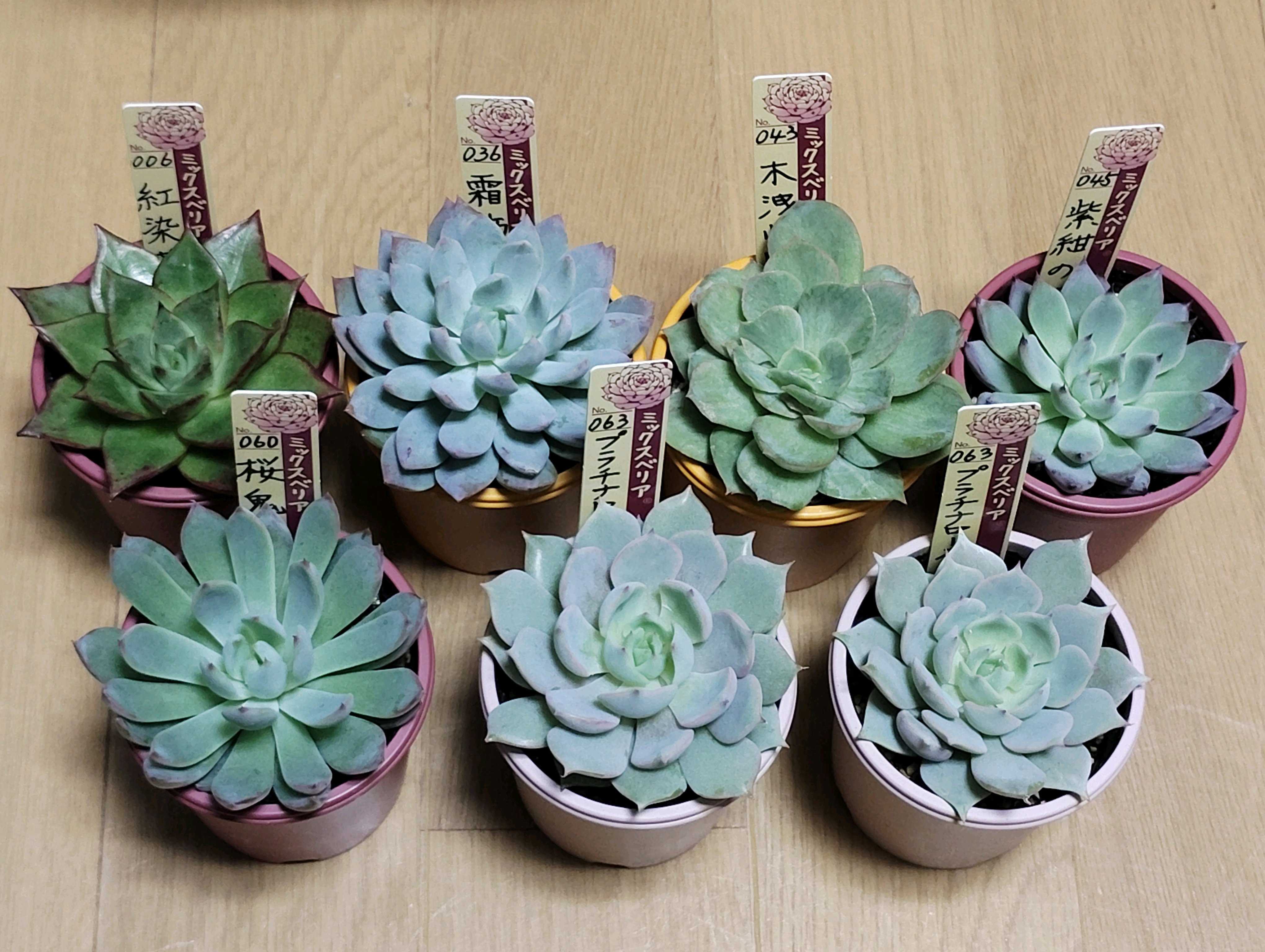 多肉植物の投稿画像 by 黄華さん｜エケベリア属と多肉大好きと多肉中毒