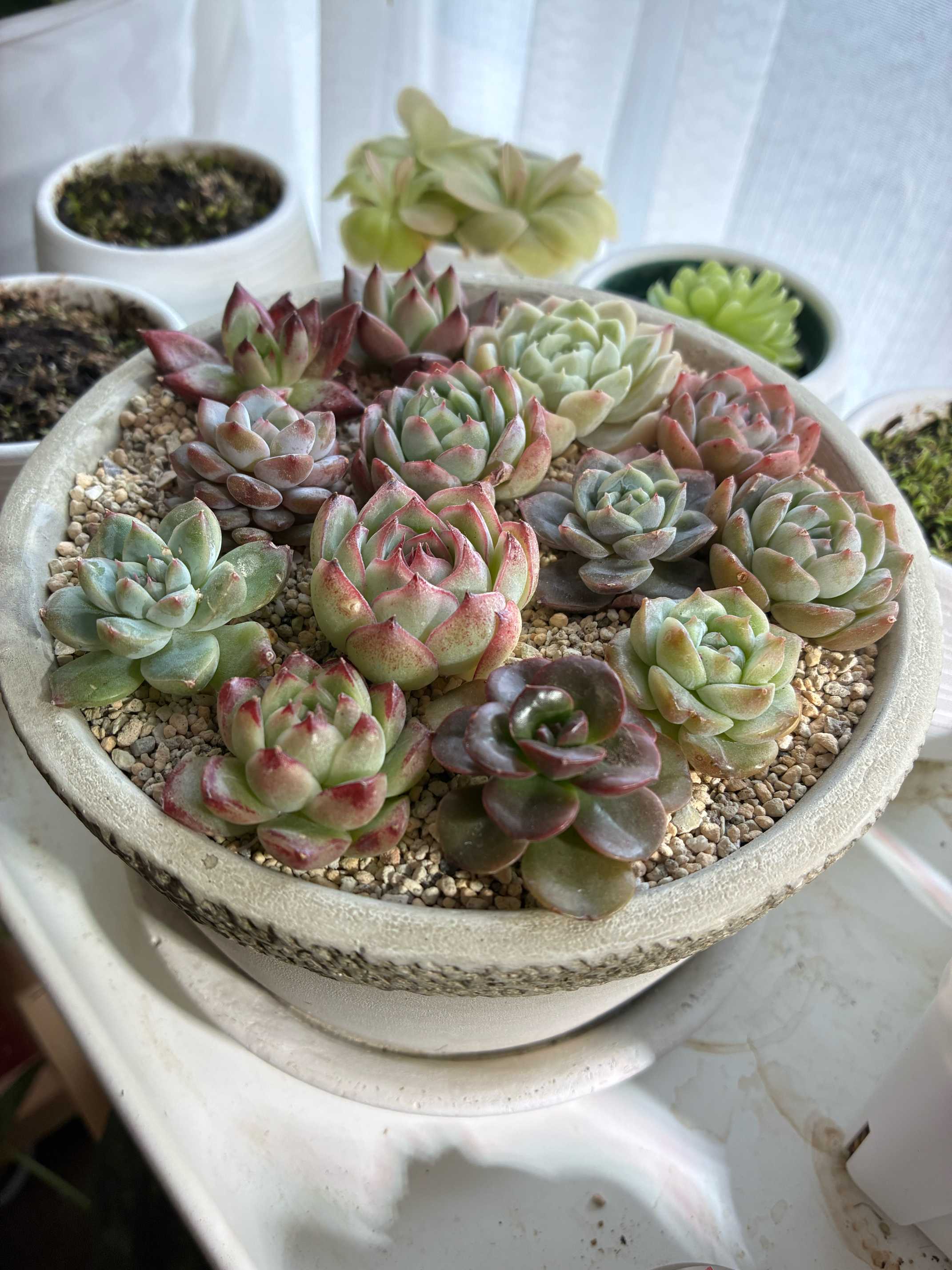 多肉の寄せ植え｜🍀GreenSnap（グリーンスナップ）