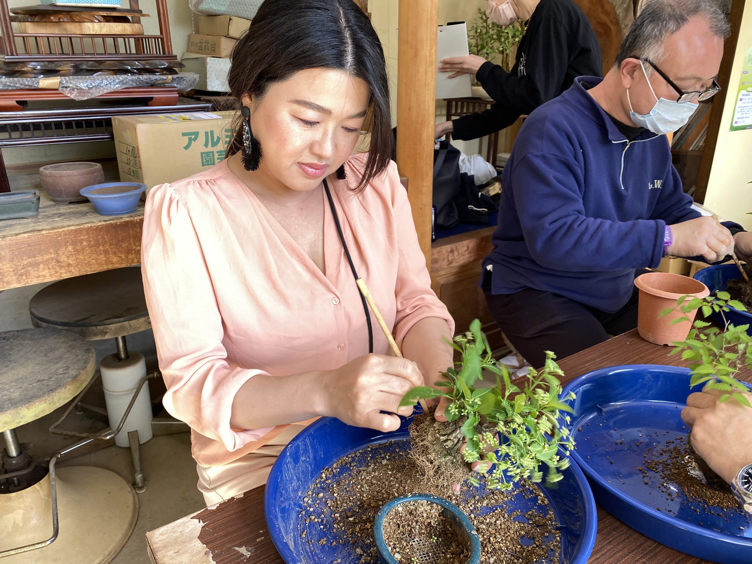 盆栽・岡崎】大人の趣味はじめます！黒松、梅、もみじなど10種類以上