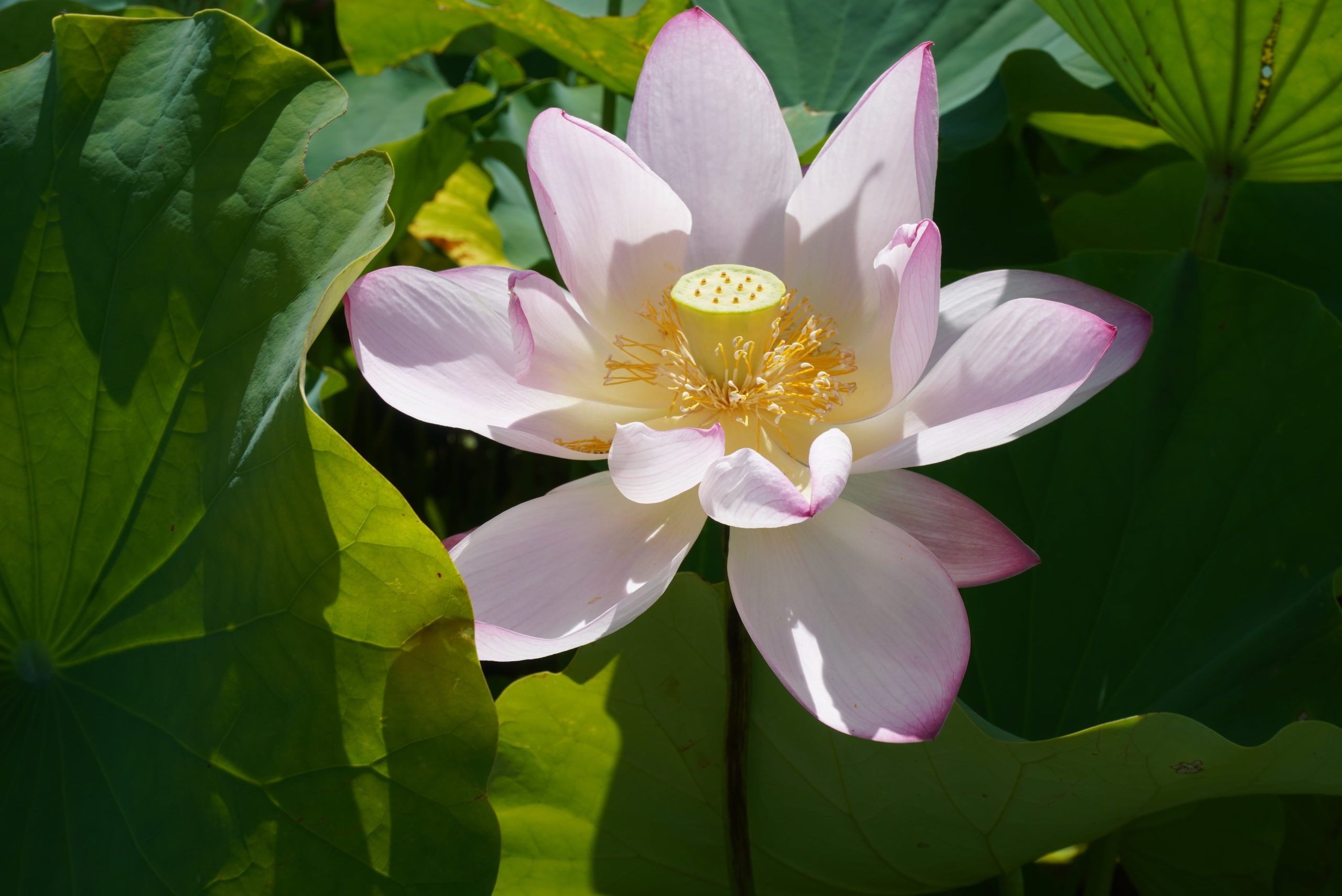 極楽浄土に咲く大きな蓮の花！蓮根おやつ＆蓮の花見ツアー～蓮の楽しみ