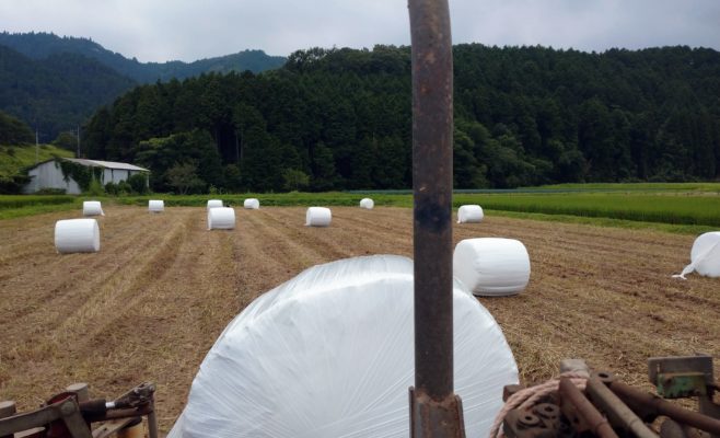 縁起物？！【牛の毛玉】発見 | ジェラート醍醐桜 公式サイト