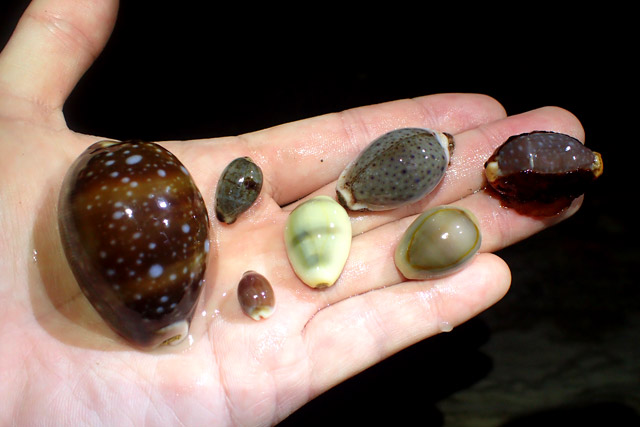 磯の宝石、生きたタカラガイを探したい :: デイリーポータルZ