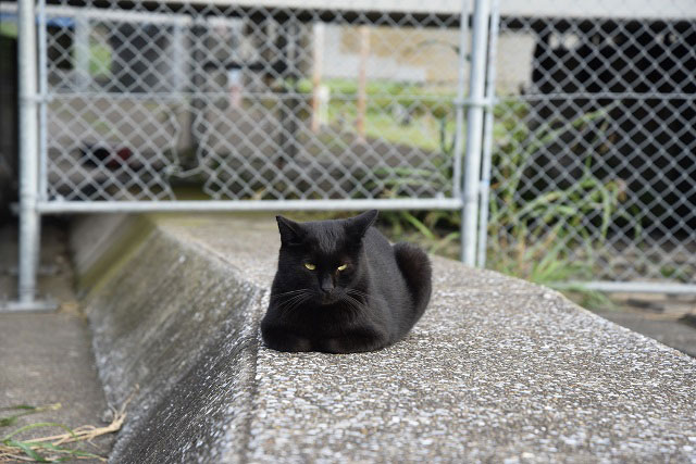 河川敷のネコはどこに帰るのか？ :: デイリーポータルZ