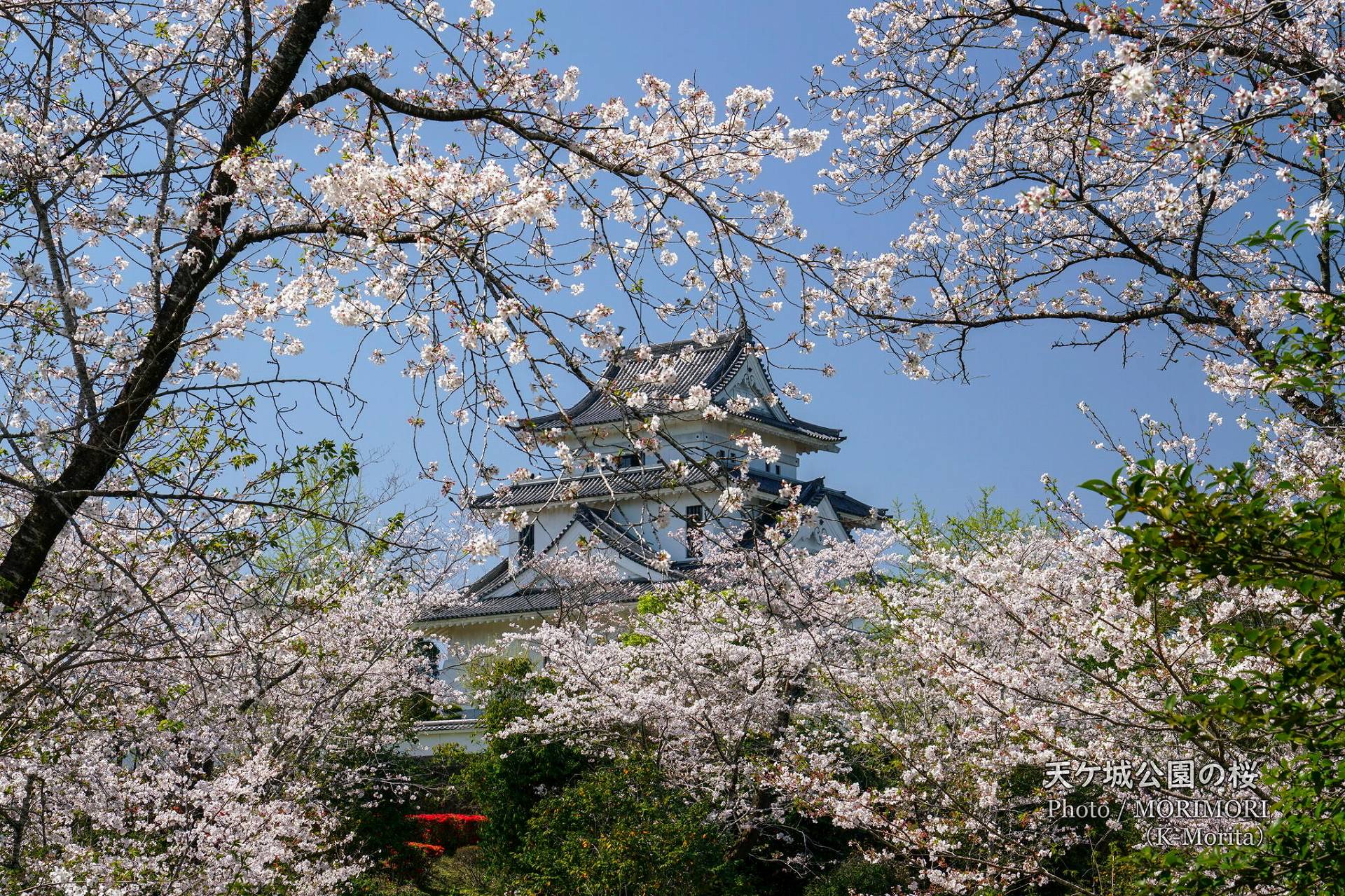 宮崎市 高岡町 天ケ城公園の桜 満開（桜1200本・ツツジ5万本） | 日々