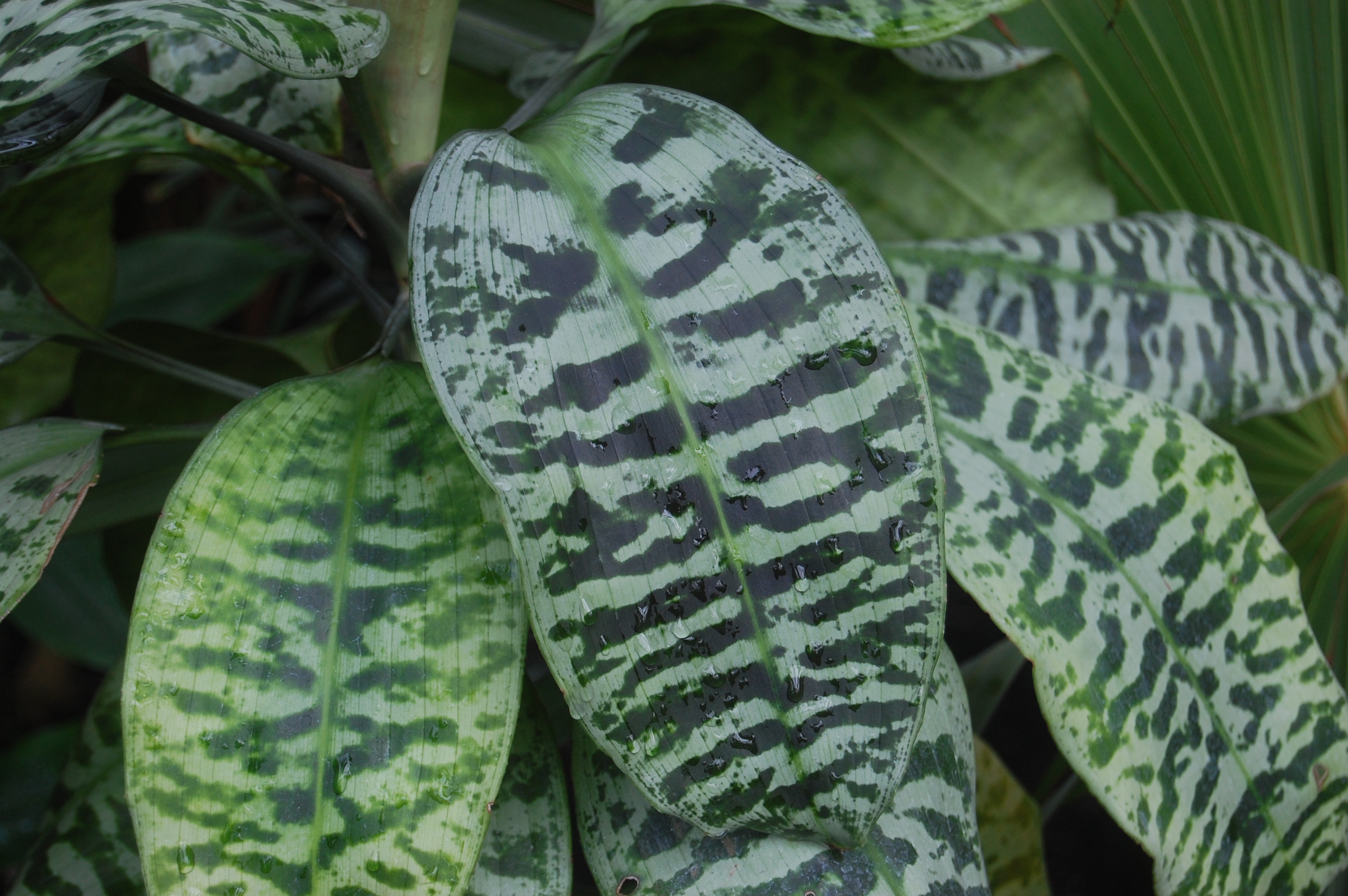 Dracaena goldieana | landscape architect's pages