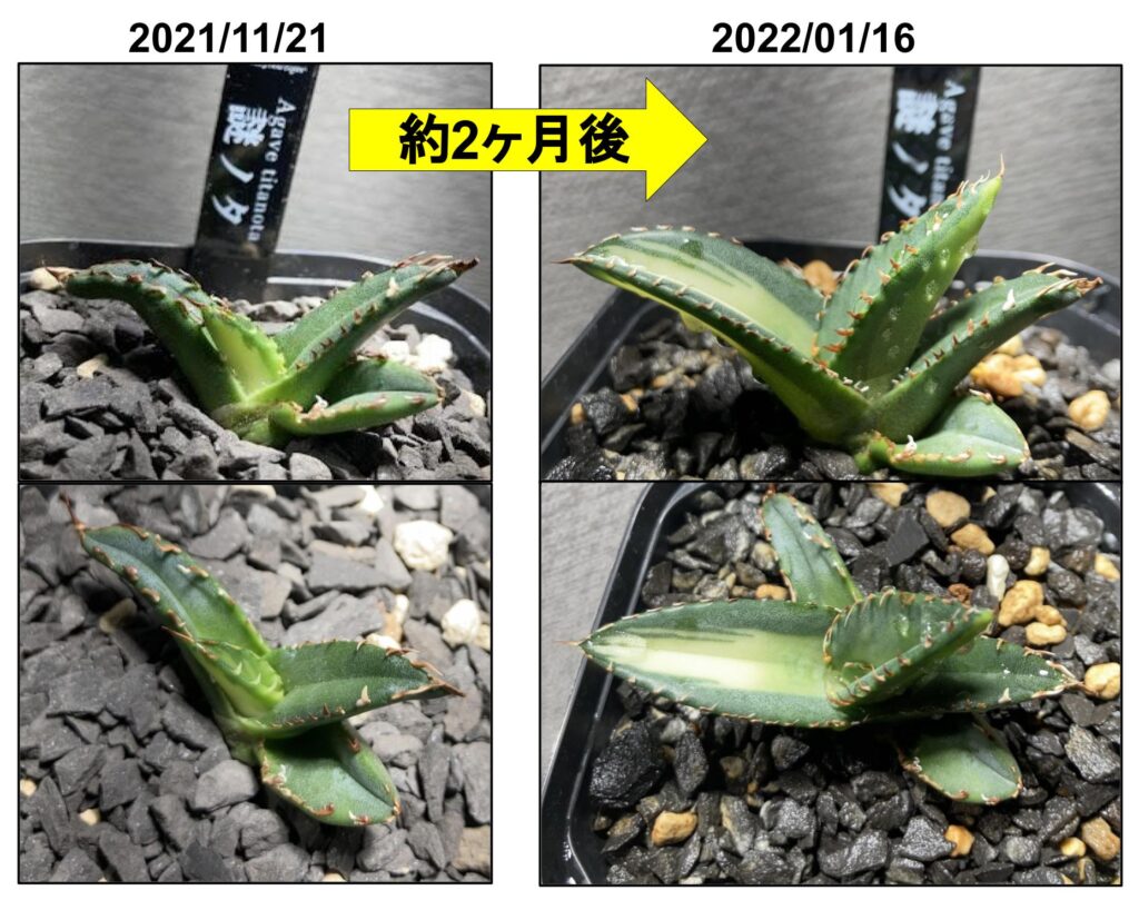 アガベ 子株 腰水管理】 育て方と成長記録 −謎ノタ編− | ボタ日誌