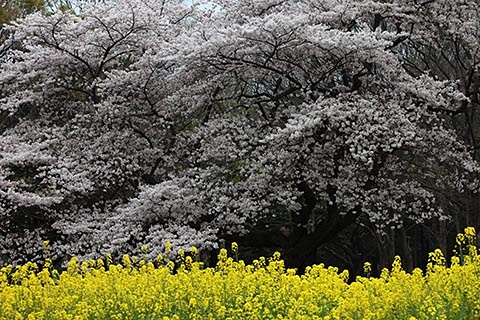 写真展レポート】竹内敏信写真展「日本の桜」NIPPON-NO SAKURA