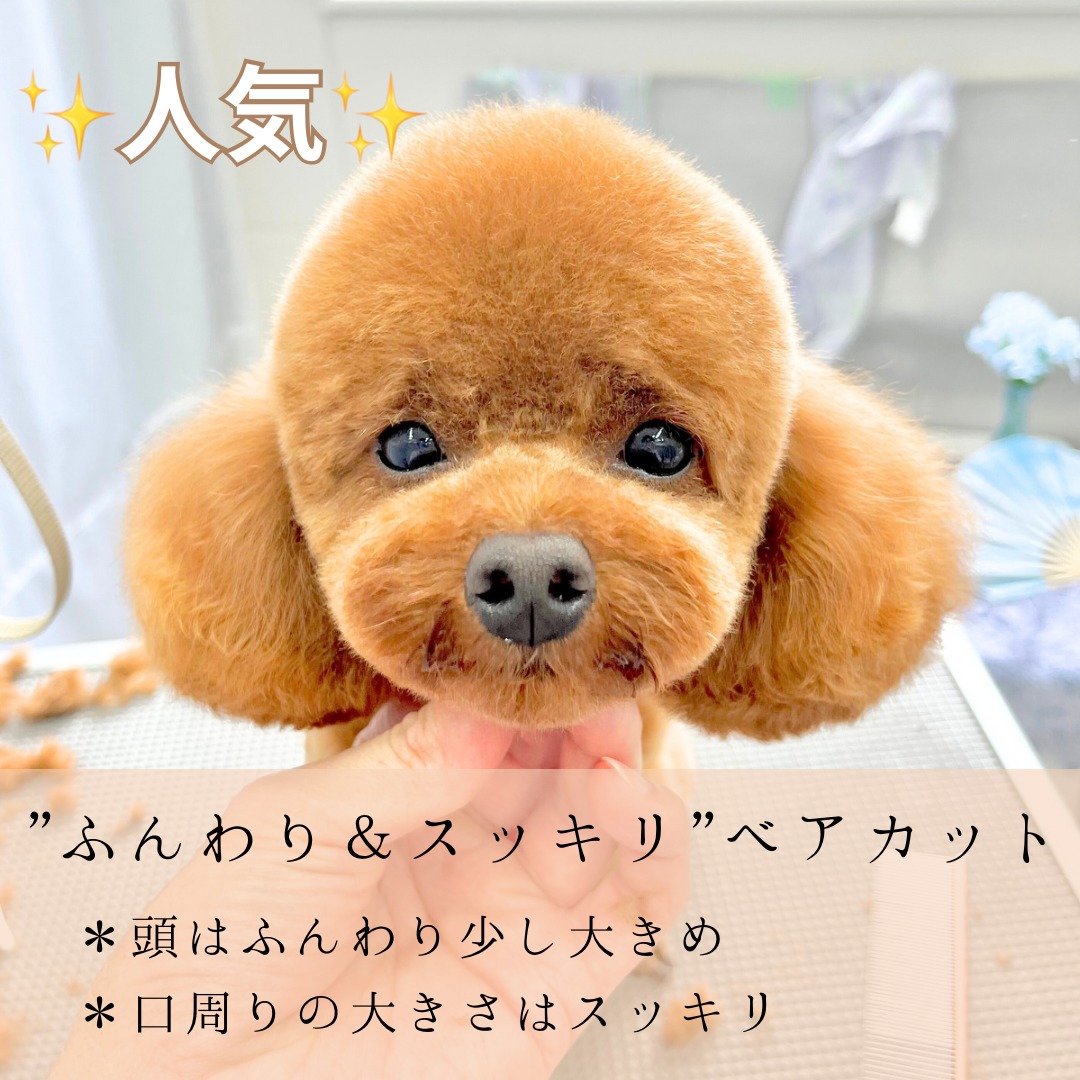 トイプードルのテディベアカット♡おすすめ人気スタイル - 大田区の