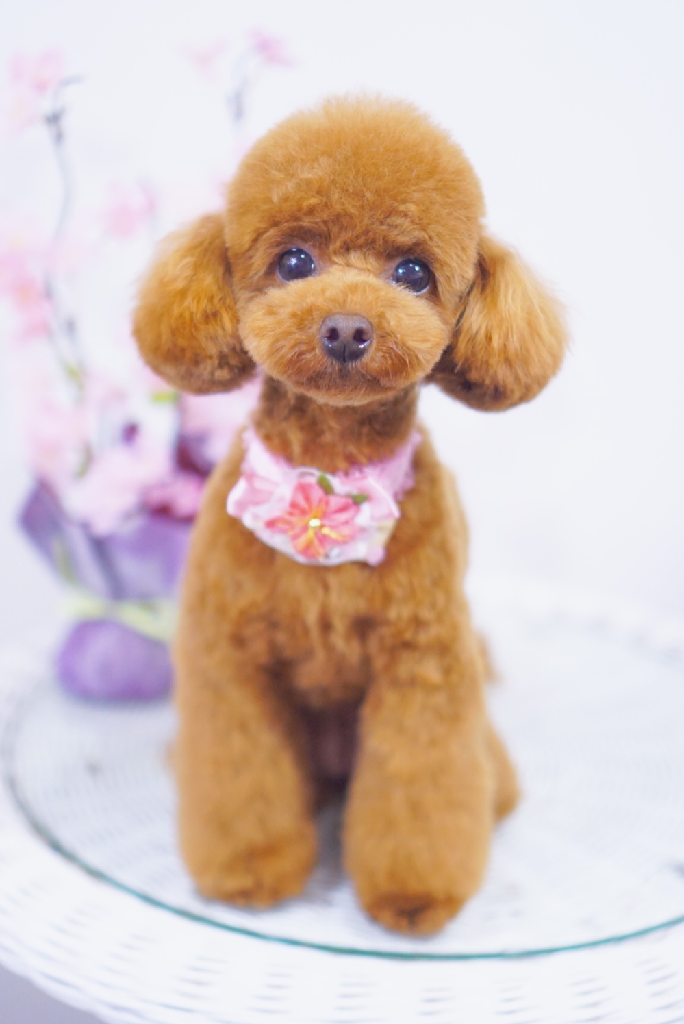 トイプードルのおすすめカット2選♡テディベア＆アフロ