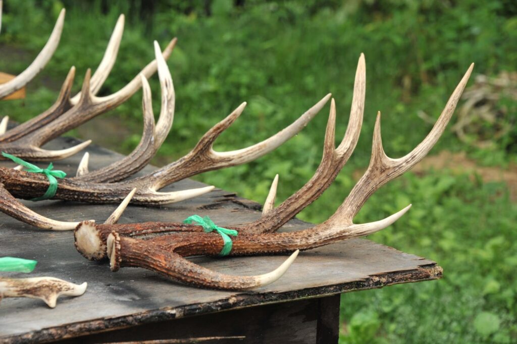 鹿の種類について知ろう！鹿の角・鹿革アイテムを楽しむための豆知識