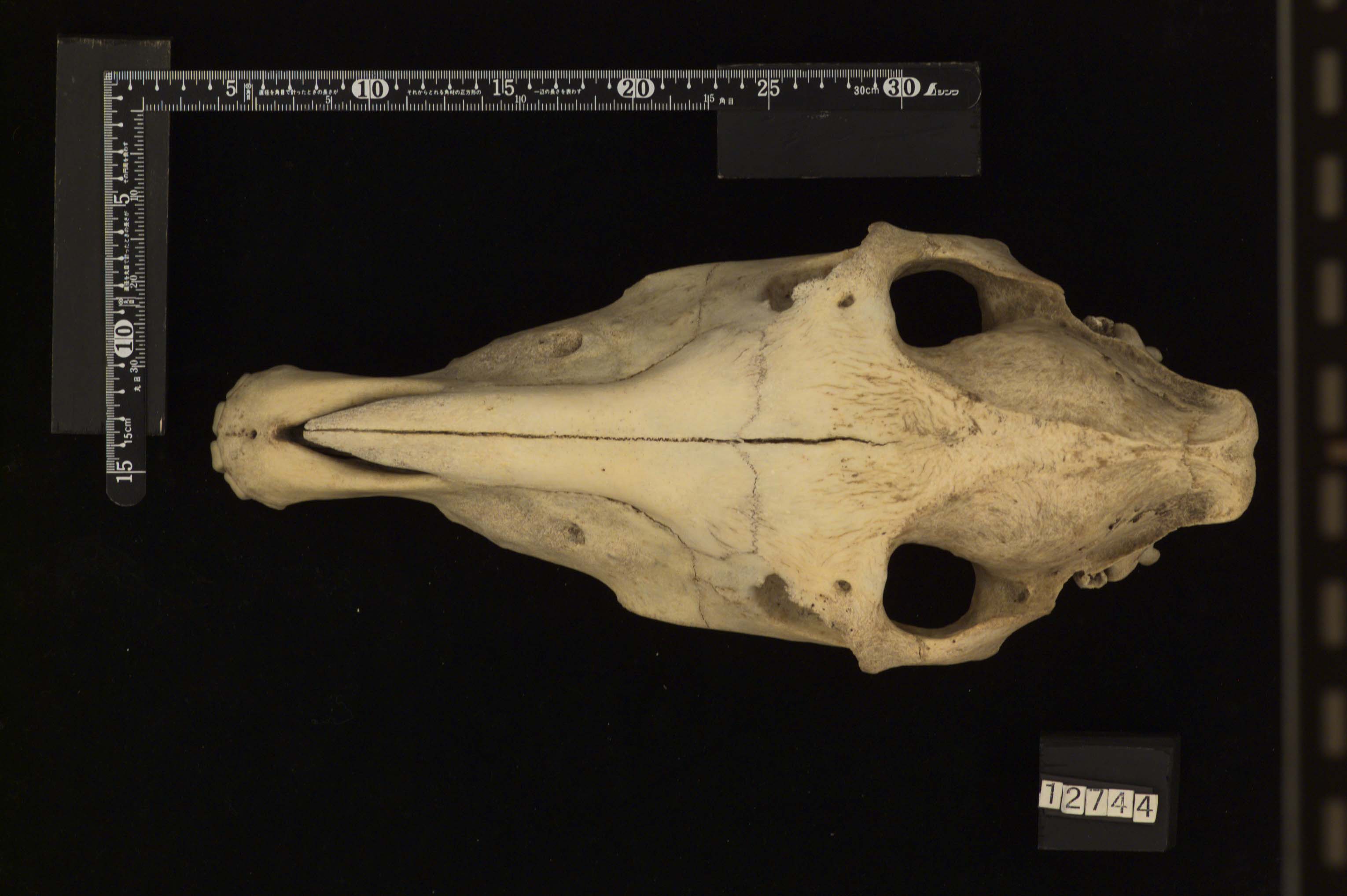 Equus asinus（ロバ）