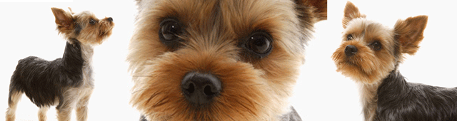 デザイン表札ドットコム｜ヨーキーのシルエットと顔をデザイン