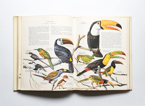 古書古本 dessin：Birds of the World（Paul Hamlyn）