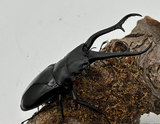 ギラファ最高峰!ダイスケ・ギラファ(貴重WF-1/F2 ♂♀別ライン) 大型