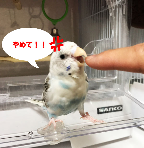 インコの咬みつきについて、原因と対応 | ジョリパラ−Jolly Paradise−