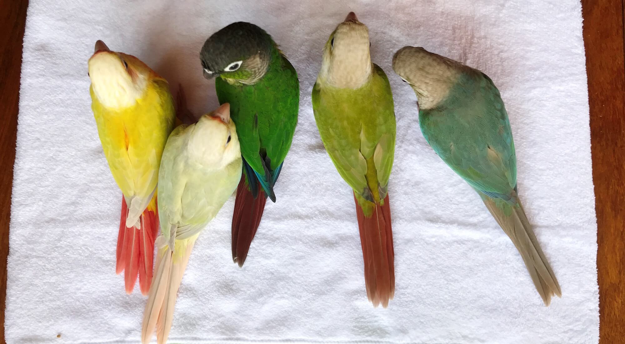 ジョリパラ−Jolly Paradise− | セキセイインコ、ウロコインコ