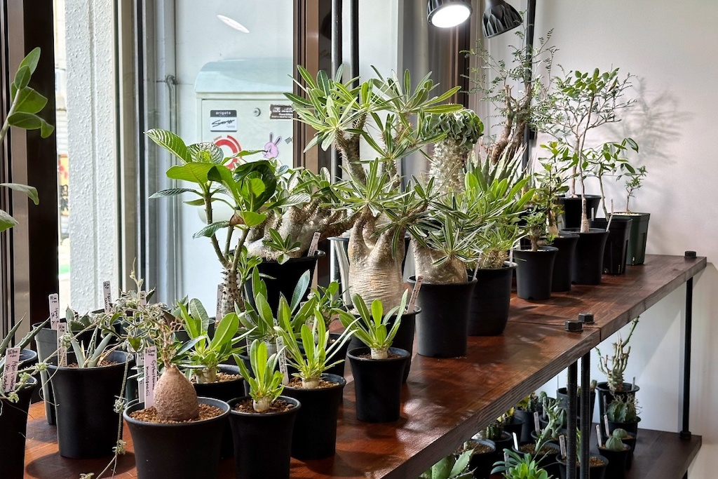 長野県にある珍奇植物とアパレルのセレクトショップ「BIZARRE GREEN