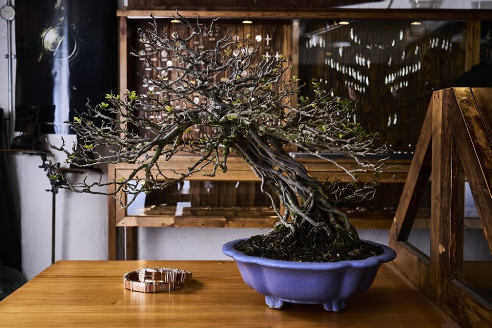 手間暇と経年変化が生み出す終わりなきアート。盆栽の市場価値って