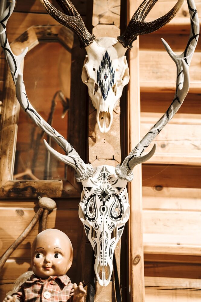 頭蓋骨付き鹿の角 No.8 日本鹿 角 壁掛け 匿名配送 頭蓋骨付き鹿の角