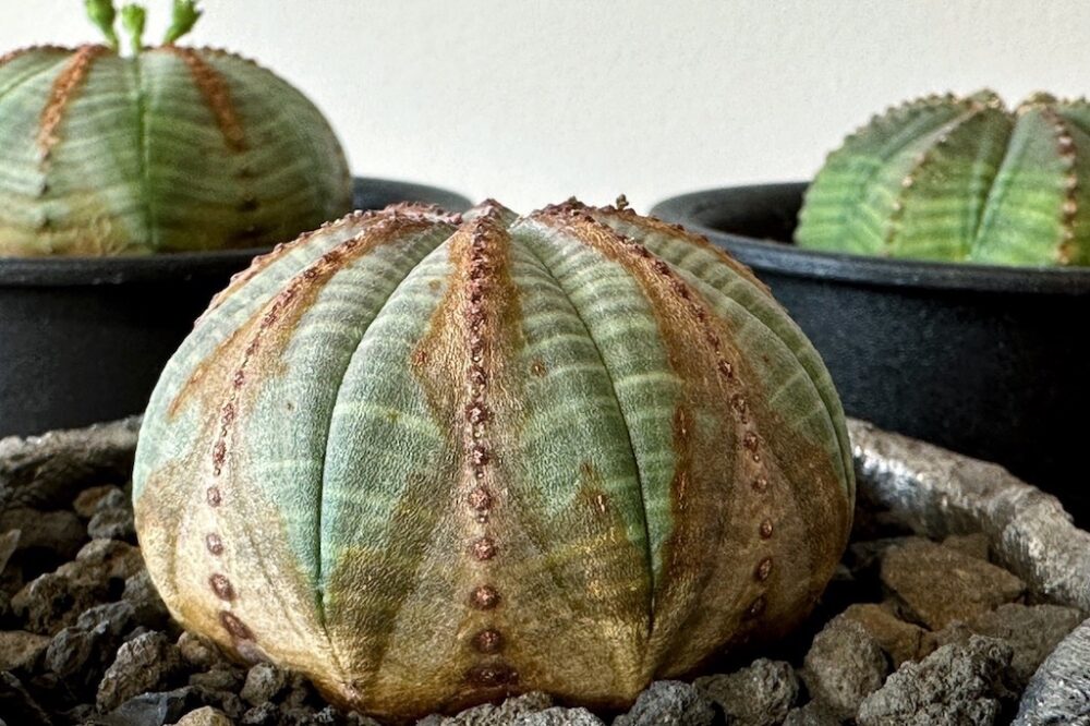 まさに珍奇植物。「木質化」という経年変化が楽しめるユーフォルビア