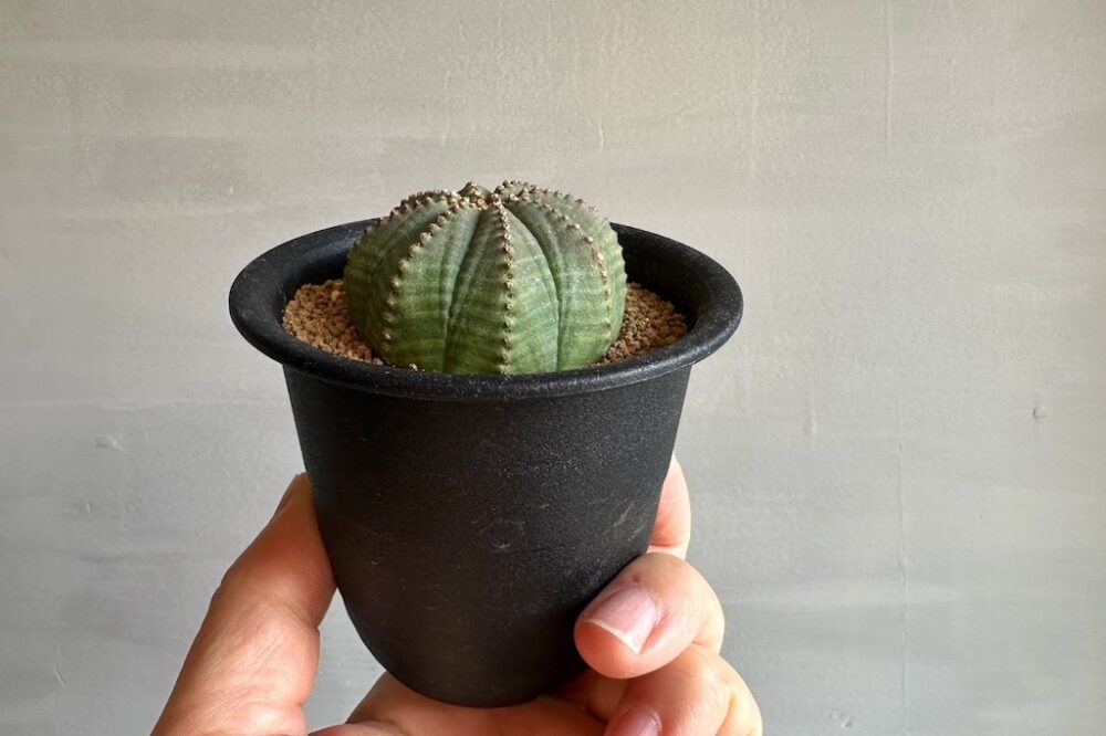 まさに珍奇植物。「木質化」という経年変化が楽しめるユーフォルビア