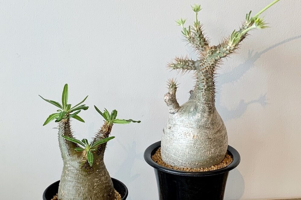 名実ともに「塊根植物のエース」。パキポディウム・グラキリスは知って