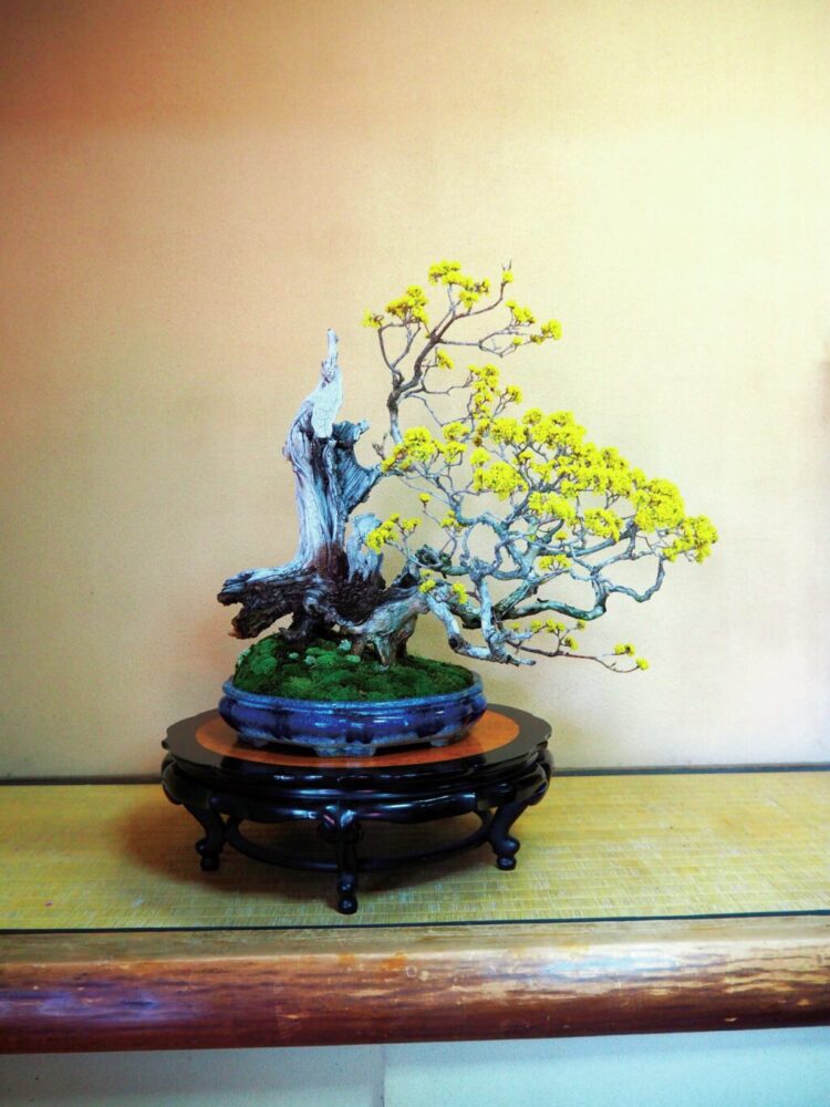 世界中からも注目の日本の盆栽。「スティーブンソン・オーバーオールズ