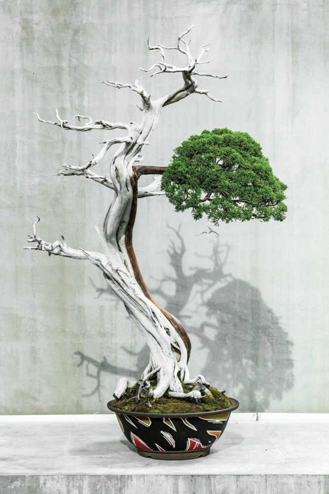 盆栽×米国文化から生まれるポップアートに注目！ | Dig-it [ディグ