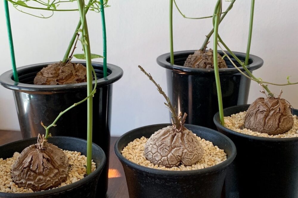 見た目はまるで亀の甲羅、冬型塊根の人気種「ディオスコレア