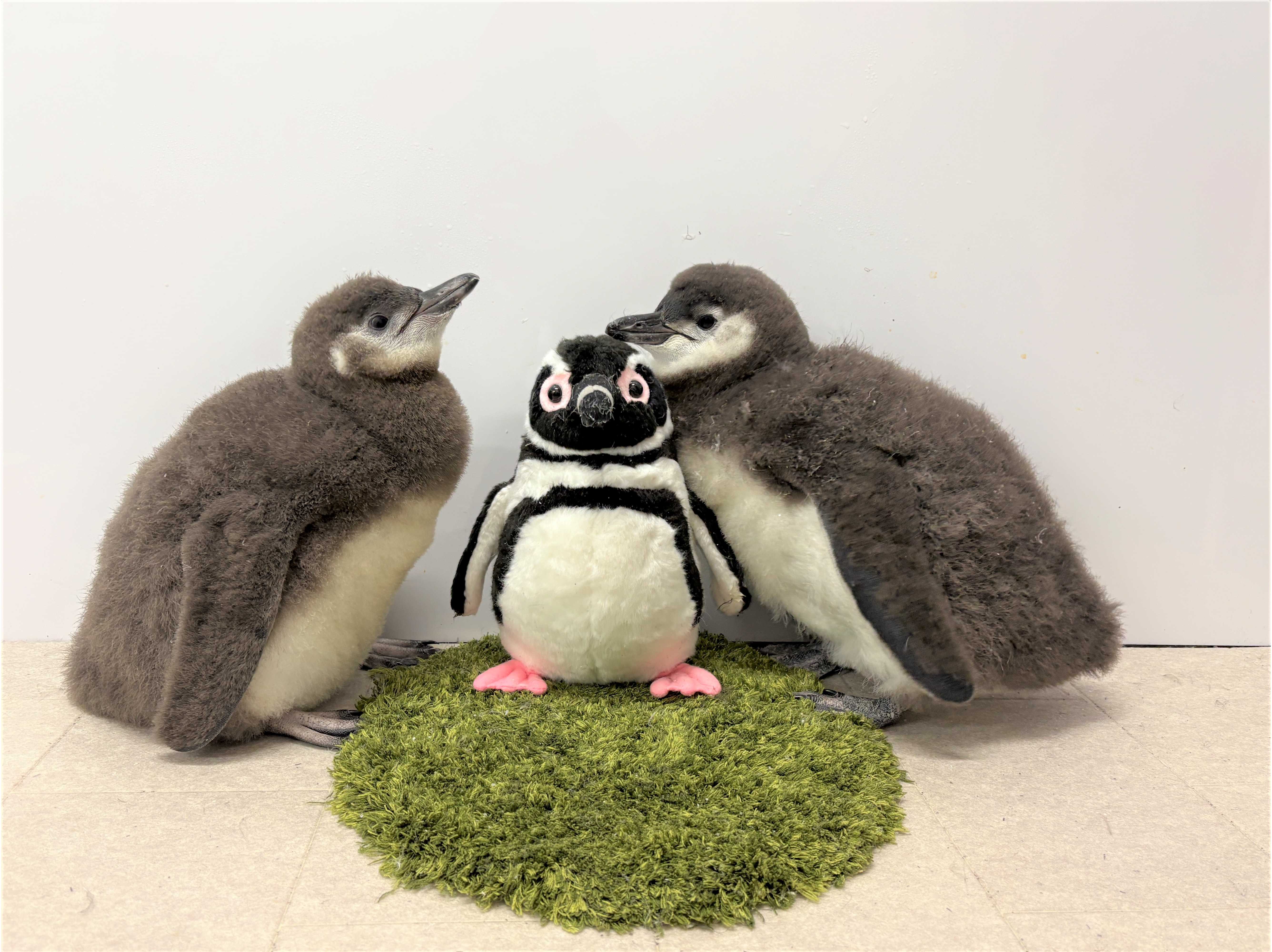すみだ水族館】4月生まれのマゼランペンギンの赤ちゃん「あられ」と