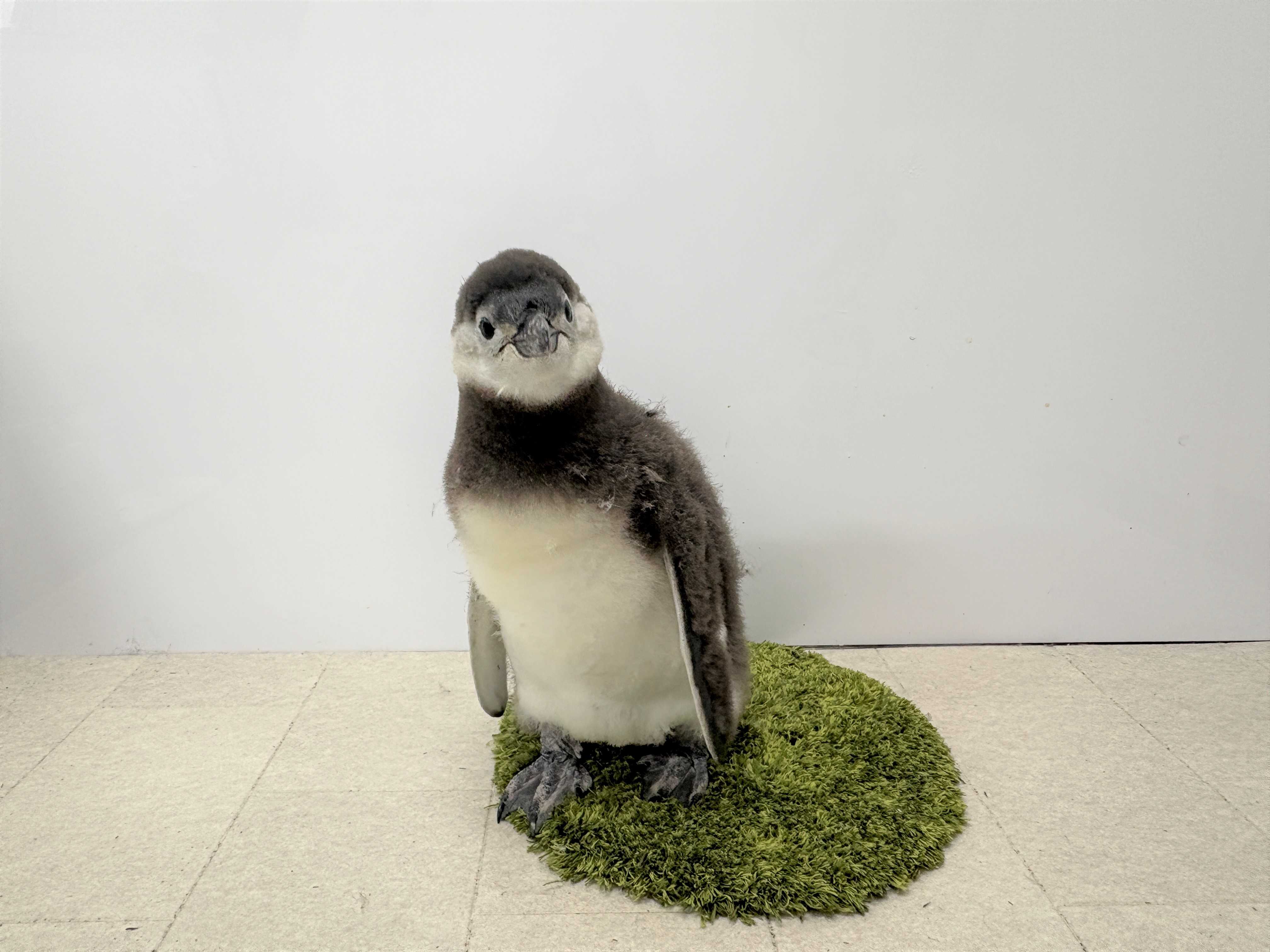 700_525_20250603131738683e7762