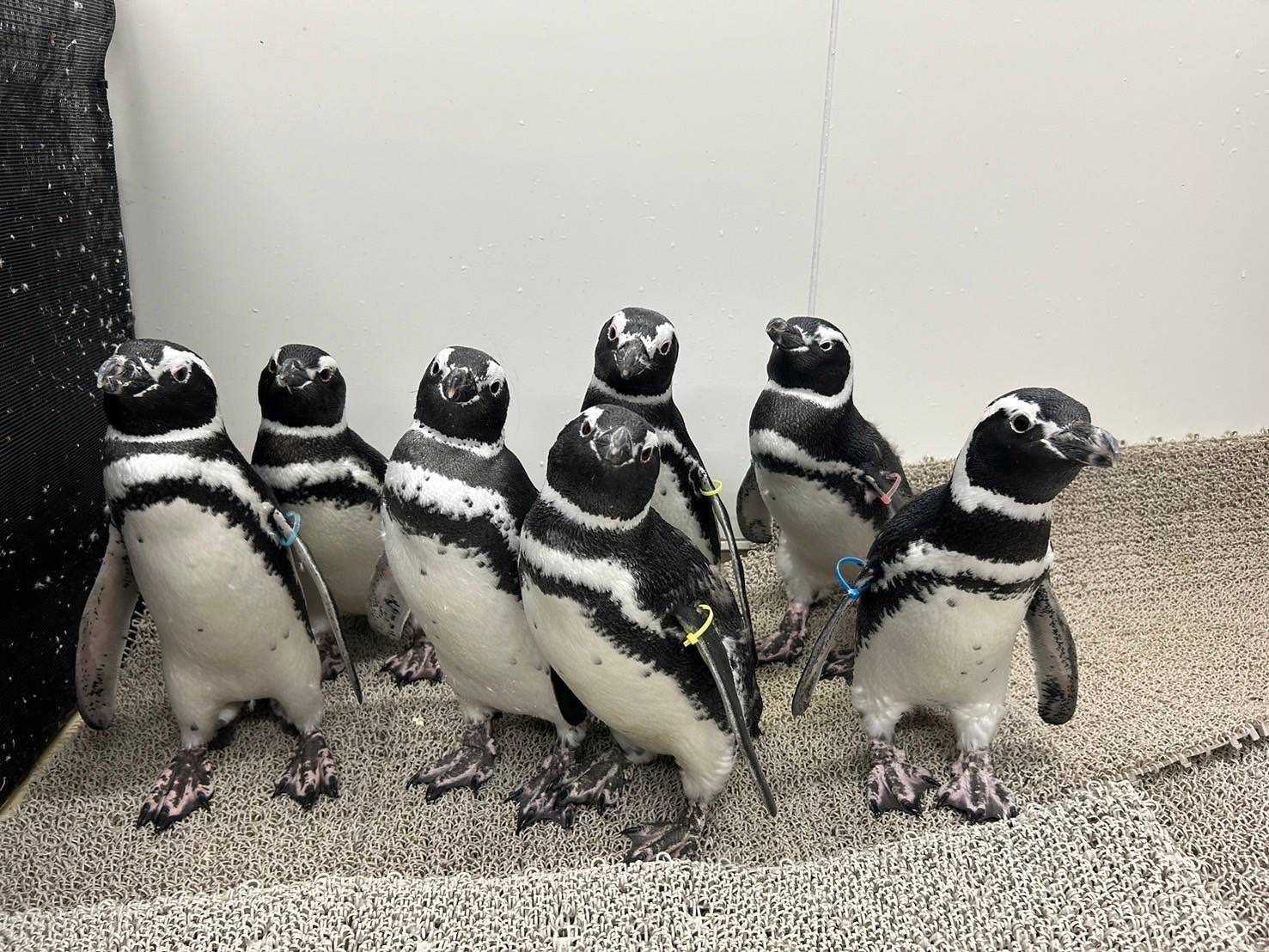すみだ水族館】のとじま水族館からお預かり中のマゼランペンギン