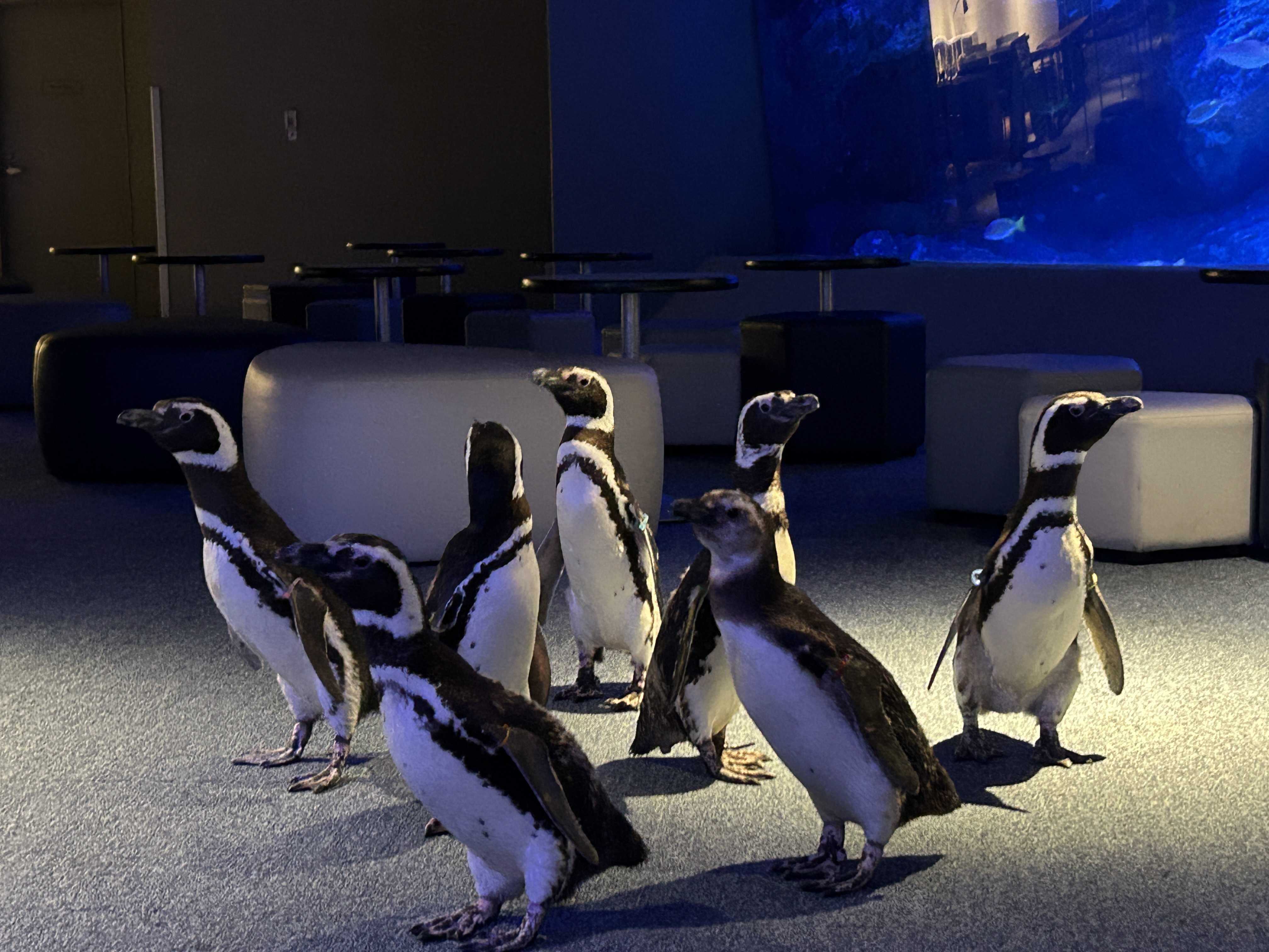 すみだ水族館】のとじま水族館からお預かり中のマゼランペンギン