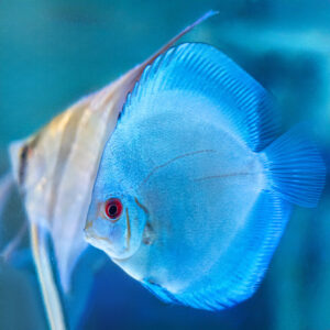 スーパー ブルーダイヤモンド・ディスカス 8cm± (サンプル写真