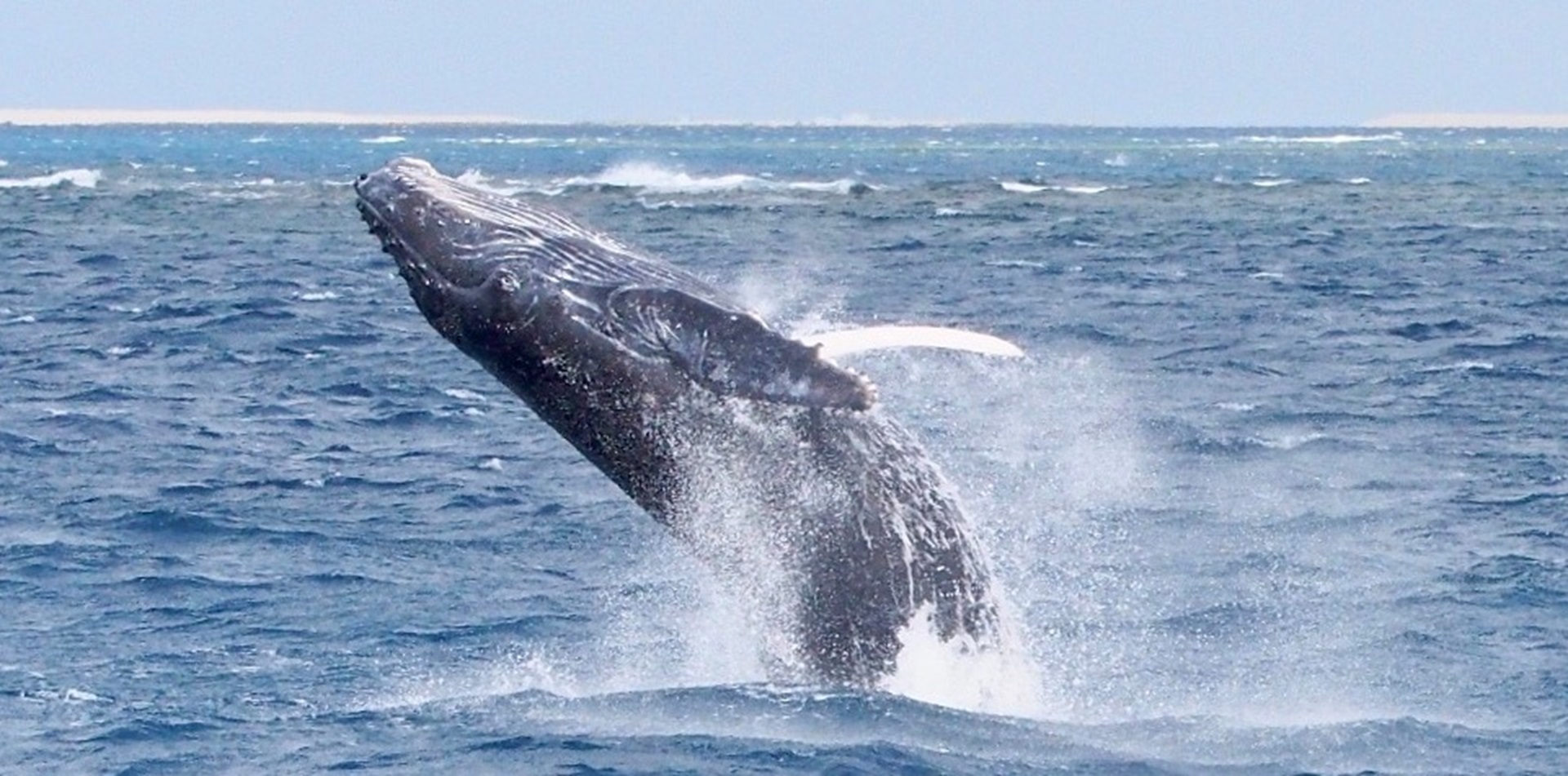 御蔵島ドルフィンスイムツアーはダイブキッズ