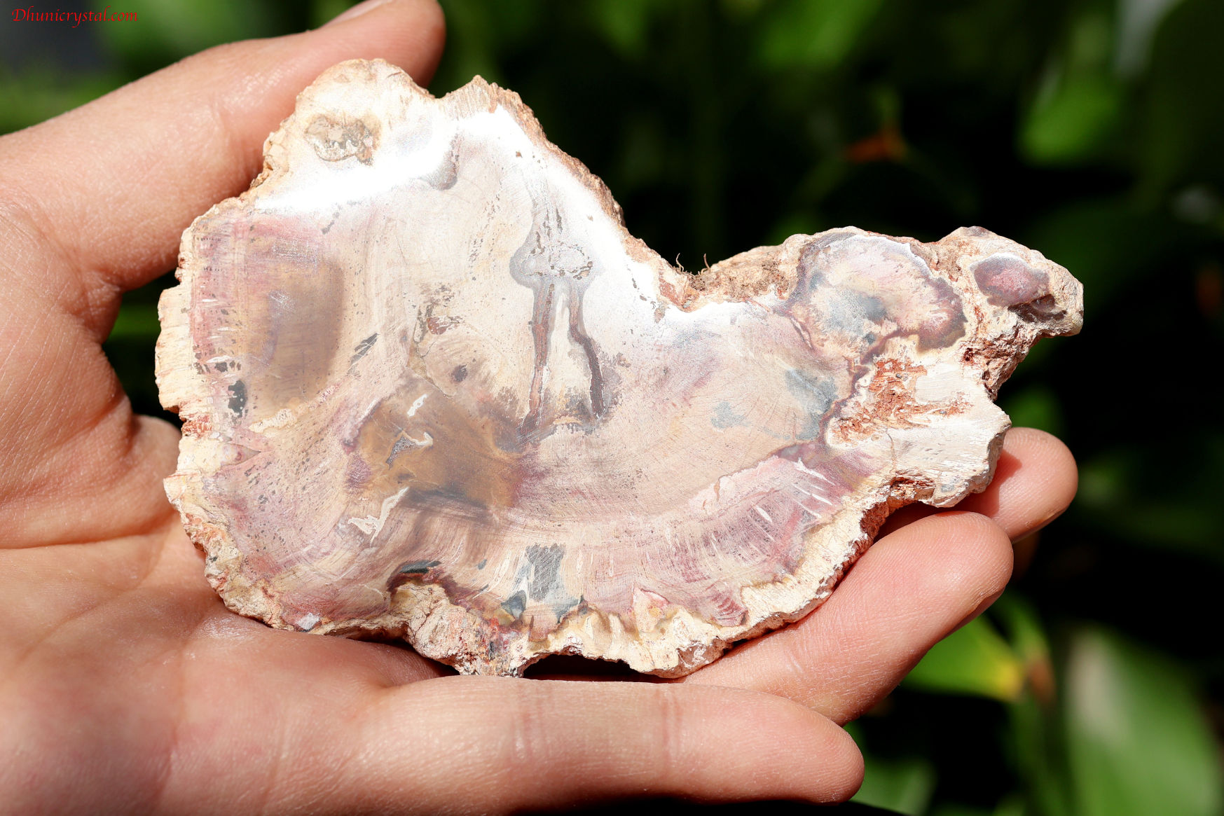 ペトリファイドウッド/珪化木(W837)