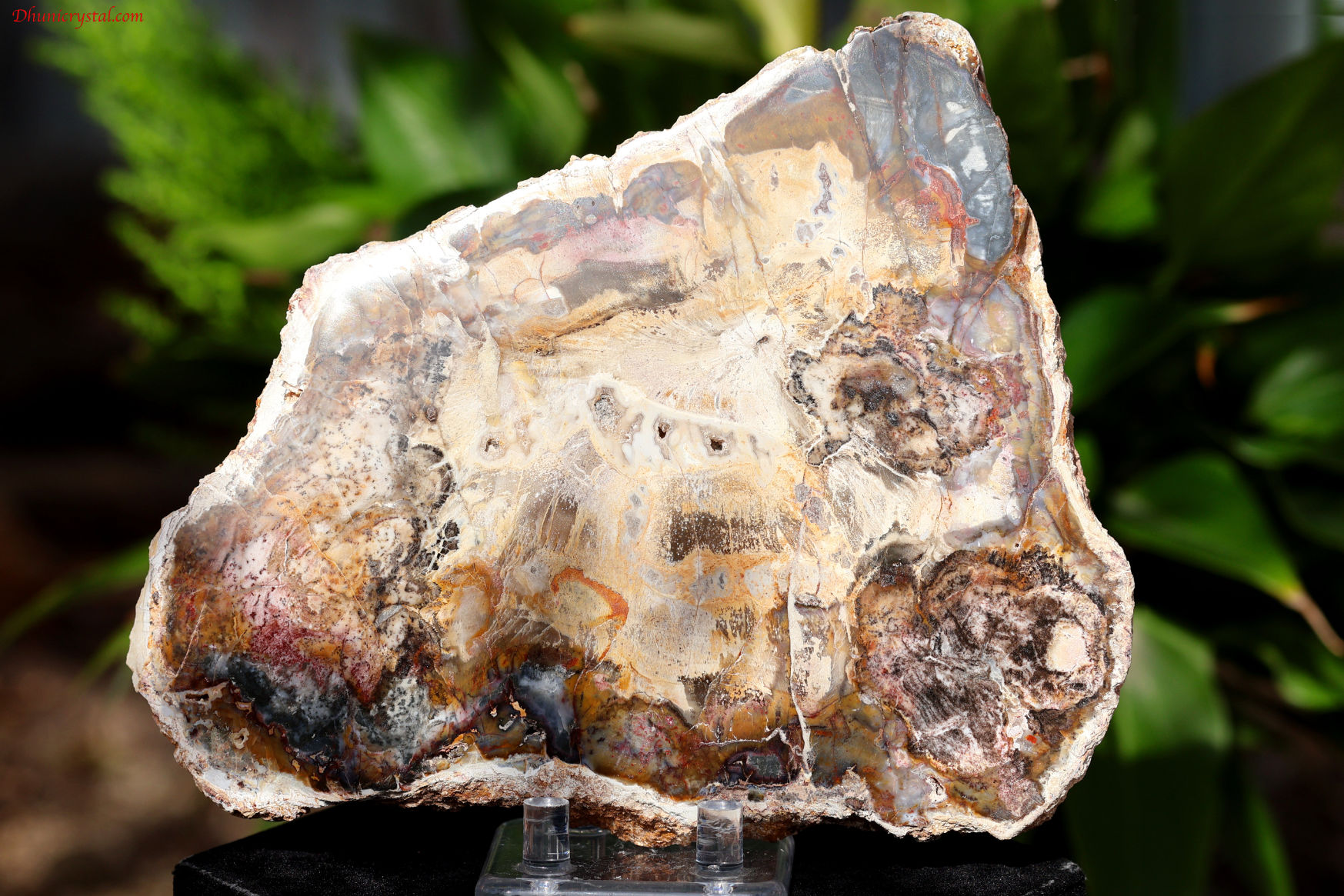 ペトリファイドウッド/珪化木(W839)