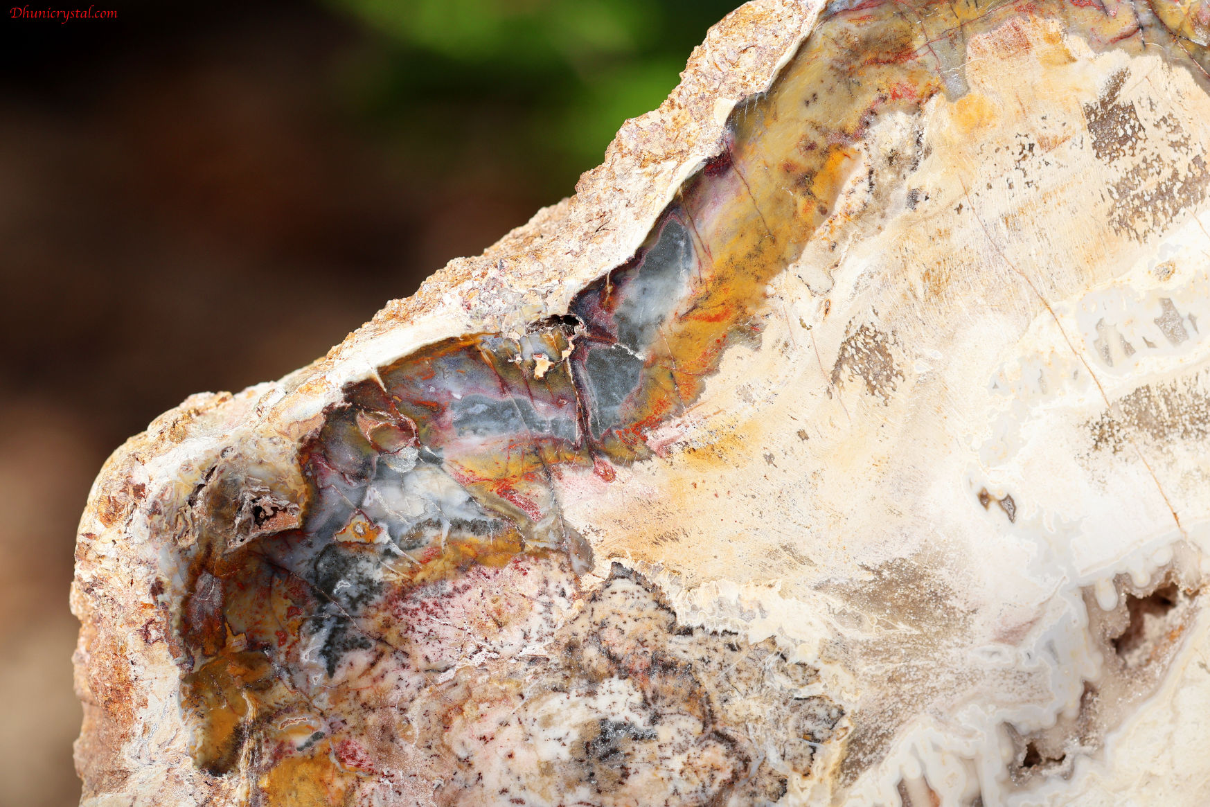 ペトリファイドウッド/珪化木(W839)