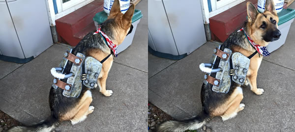 Fallout 4」の“ドッグミート”を見事に再現したコスプレわんこが登場