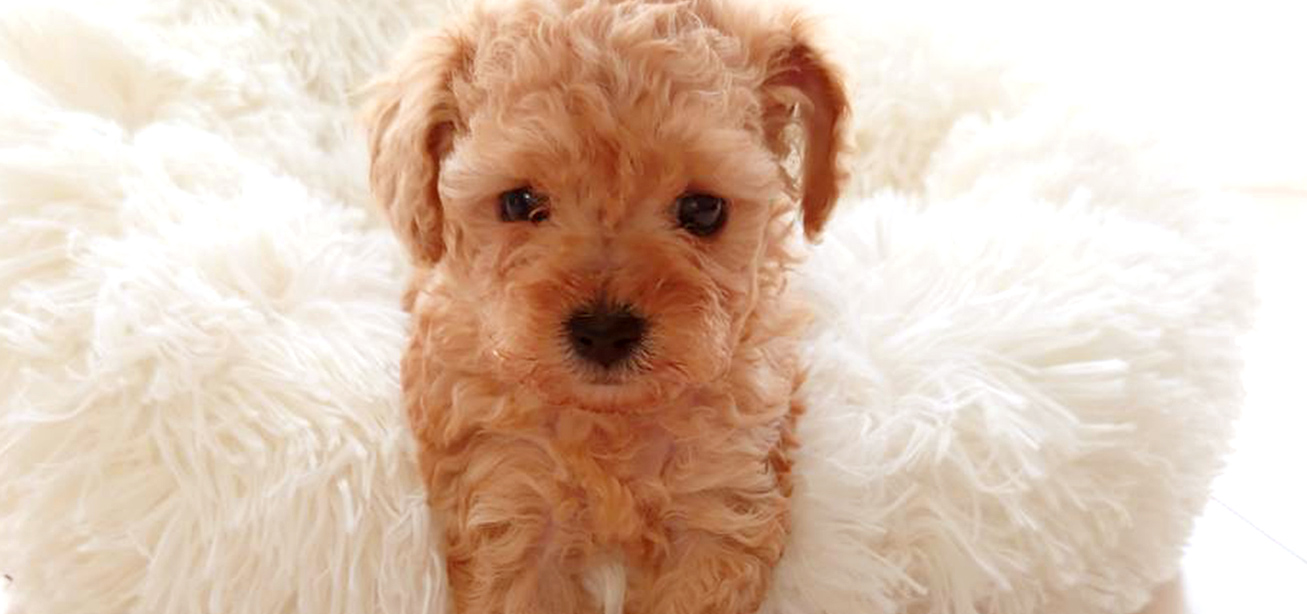 トイプードルの性格 | ティーカッププードルのリトルスキップ