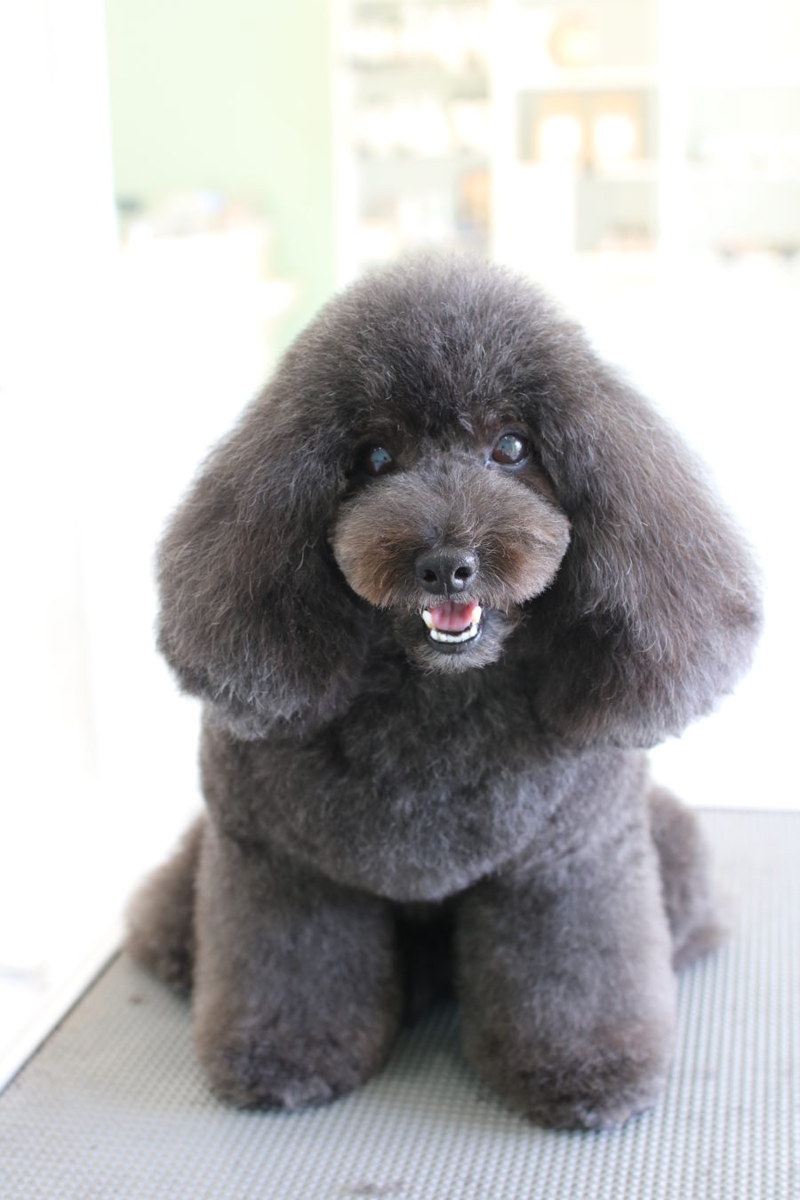 トイプードルのふわっとベビーフェイステディベア♪ | 浜松市の