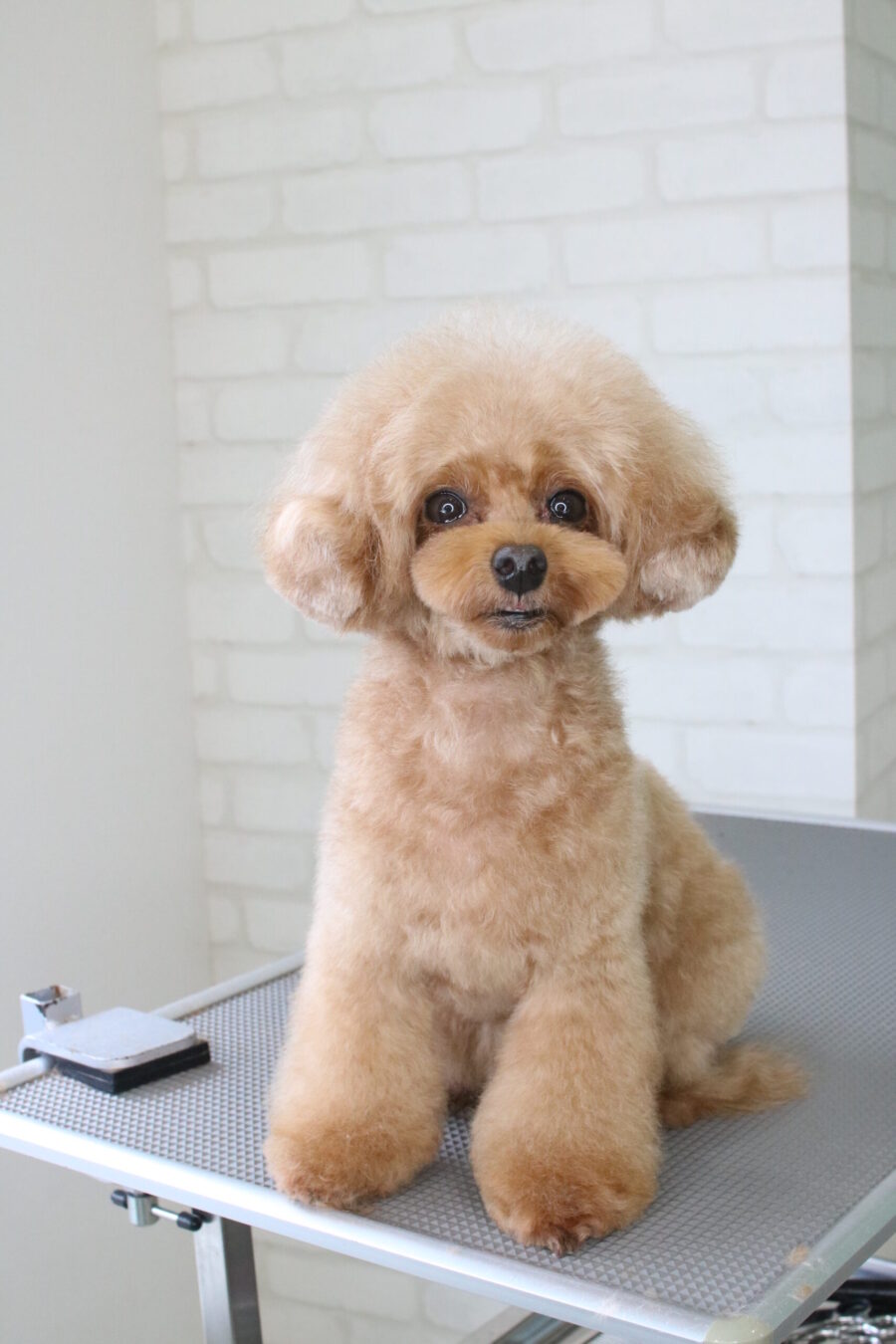 トイプードルの横長逆三角形のマズル♪ | 浜松市のトリミング・ペット