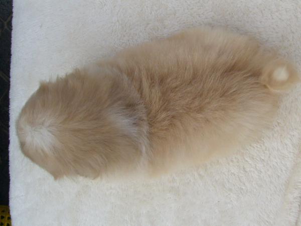 ペキニーズ クリーム メス 2011年 9月30日生まれの子犬 | ティム