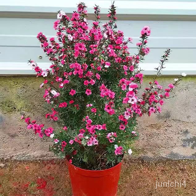 鬆紅梅花種子鼕季開花澳洲現代簡約梅耐寒植物盆栽好養花梅花長壽梅【惠