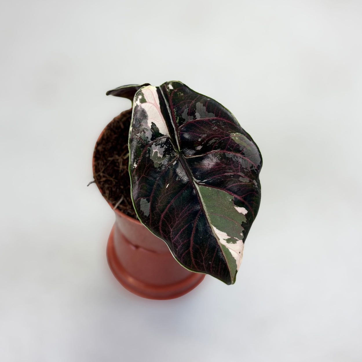 Alocasia Azlanii Albo Variegata